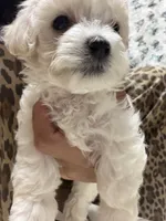 Maltipoo, a female Maltipoo for sale in Grand Prairie, TX – 4 of 4
