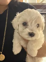 Maltipoo, a female Maltipoo for sale in Grand Prairie, TX – 3 of 4