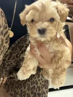 Toni toy maltipoo, a male Maltipoo for sale in Grand Prairie, TX – 3 of 4