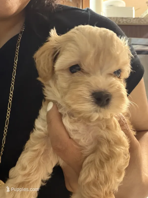 Toni toy maltipoo – Maltipoo puppy for sale in Grand Prairie, TX