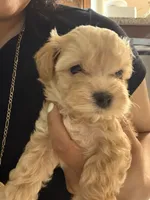 Toni toy maltipoo, a male Maltipoo for sale in Grand Prairie, TX – 1 of 4