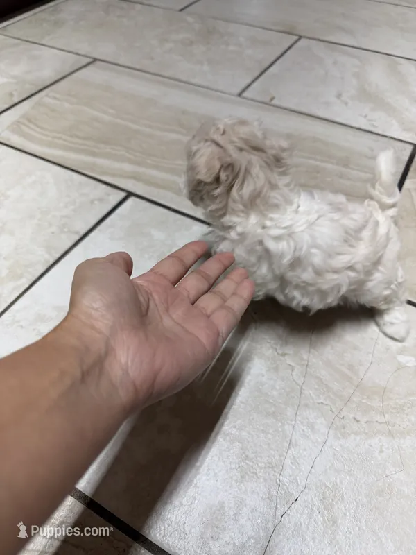 Maltipoo – Maltipoo puppy for sale in Grand Prairie, TX