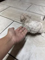 Maltipoo, a female Maltipoo for sale in Grand Prairie, TX – 1 of 4