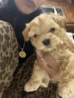 Toni toy maltipoo, a male Maltipoo for sale in Grand Prairie, TX – 4 of 4