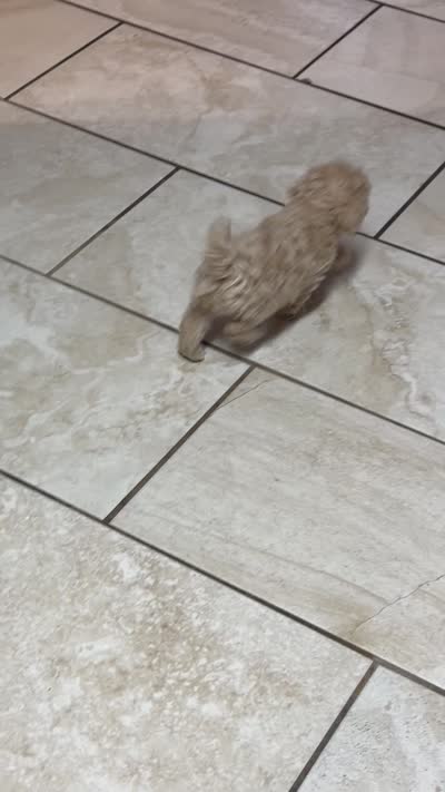 Tiny toy Maltipoo, a male Maltipoo for sale in Grand Prairie, TX – 4 of 4