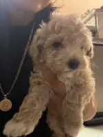 Tiny toy Maltipoo, a male Maltipoo for sale in Grand Prairie, TX – 1 of 4