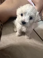 Maltipoo, a female Maltipoo for sale in Grand Prairie, TX – 2 of 4