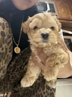 Toni toy maltipoo, a male Maltipoo for sale in Grand Prairie, TX – 2 of 4