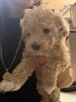 Tiny toy Maltipoo, a male Maltipoo for sale in Grand Prairie, TX – 3 of 4