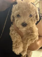 Tiny toy Maltipoo, a male Maltipoo for sale in Grand Prairie, TX – 2 of 4