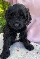 Ompa lumpa, a male Goldendoodle for sale in Larsen, WI – 1 of 2