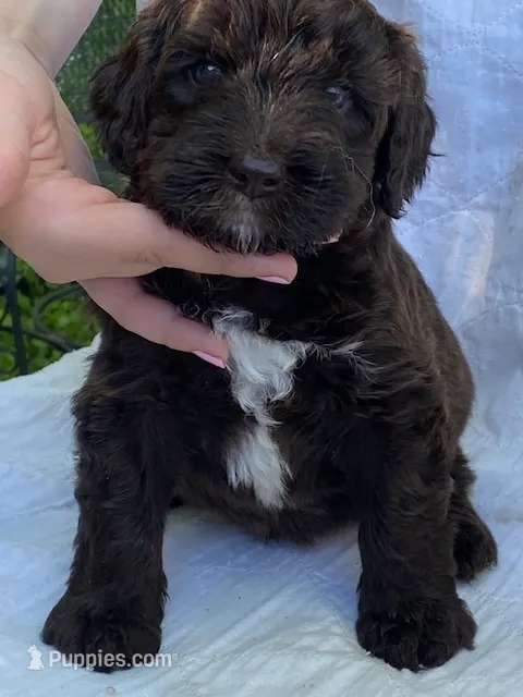 Chubby  – Goldendoodle puppy for sale in Larsen, WI