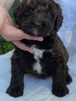 Chubby , a male Goldendoodle for sale in Larsen, WI – 1 of 2