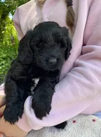Ompa lumpa, a male Goldendoodle for sale in Larsen, WI – 2 of 2