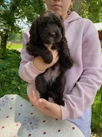 Chubby , a male Goldendoodle for sale in Larsen, WI – 2 of 2