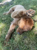 Boone, a male Golden Retriever for sale in Warsaw, IN – 3 of 3