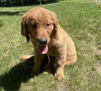 Boone, a male Golden Retriever for sale in Warsaw, IN – 2 of 3