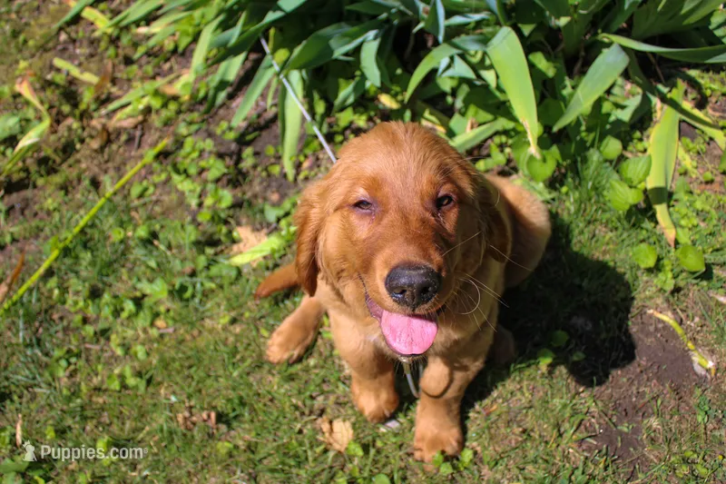 Boone – Golden Retriever puppy for sale in Warsaw, IN