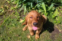 Boone, a male Golden Retriever for sale in Warsaw, IN – 1 of 3