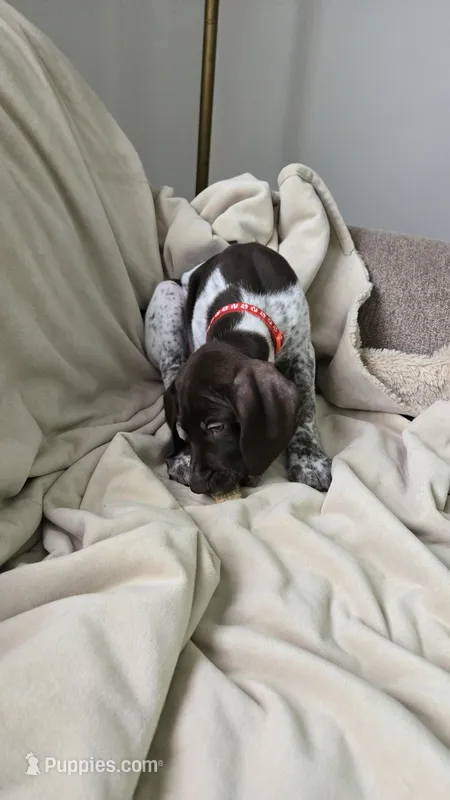 Ferris – German Shorthaired Pointer puppy for sale in Bluffdale, UT