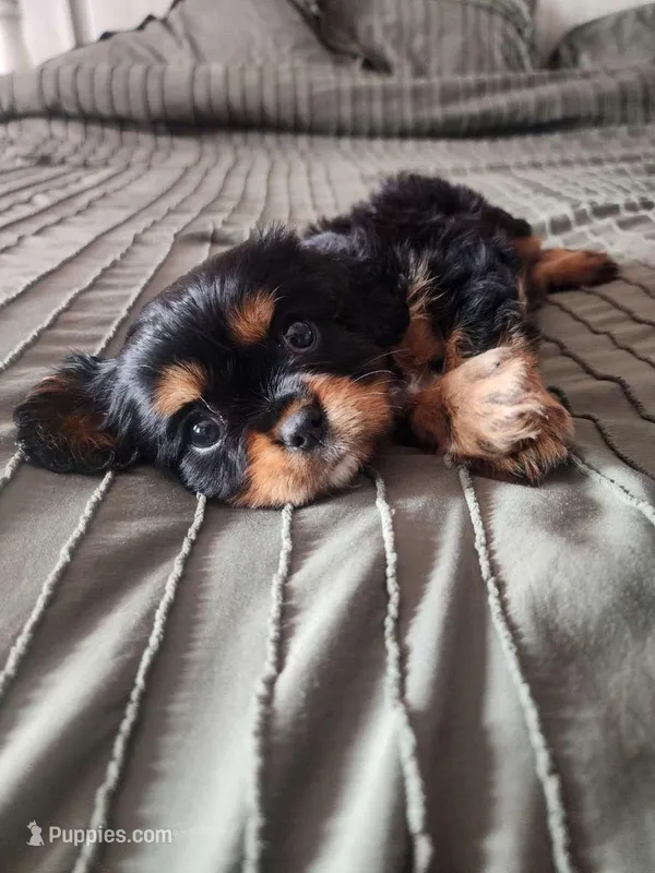 Neptune – Cavalier King Charles Spaniel puppy for sale in Columbia, MO