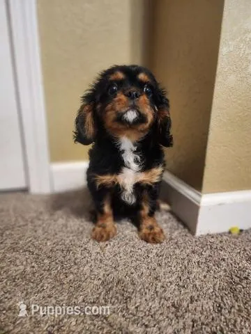 Neptune – Cavalier King Charles Spaniel puppy for sale in Columbia, MO