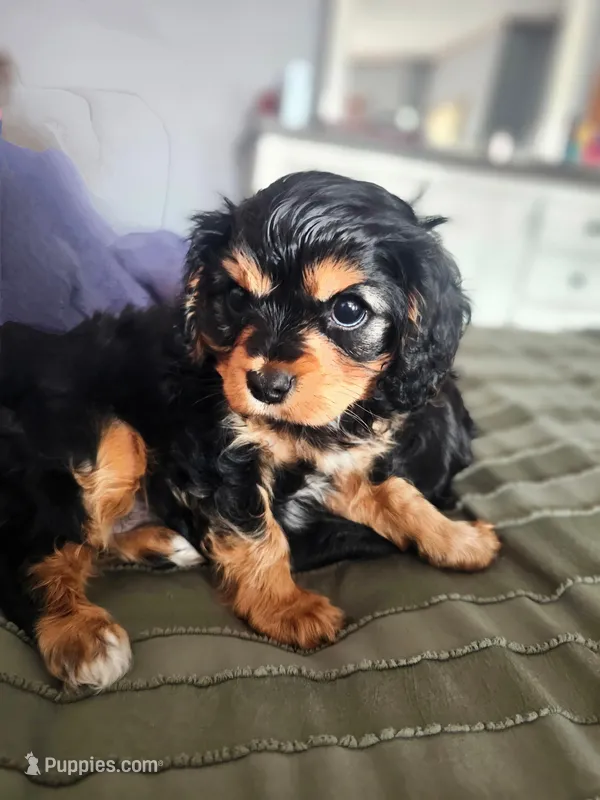 Saturn  – Cavalier King Charles Spaniel puppy for sale in Columbia, MO