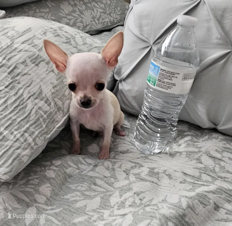Puppy number one – Chihuahua puppy for sale in Cape Coral, FL