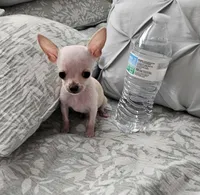 Puppy number one, a male Chihuahua for sale in Cape Coral, FL – 1 of 5