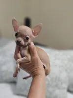 Puppy's name is, Max, a male Chihuahua for sale in Cape Coral, FL – 6 of 10