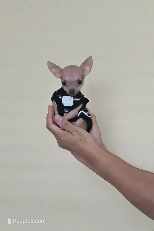 Puppy's name is, Max – Chihuahua puppy for sale in Cape Coral, FL