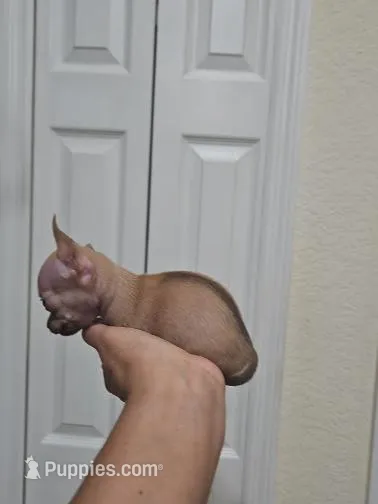 Puppy's name is, Max – Chihuahua puppy for sale in Cape Coral, FL