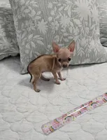 Puppy's name is, Max, a male Chihuahua for sale in Cape Coral, FL – 7 of 10