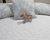 Puppy's name is, Max, a male Chihuahua for sale in Cape Coral, FL – 4 of 10