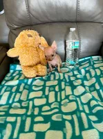 Puppy's name is, Max, a male Chihuahua for sale in Cape Coral, FL – 2 of 10
