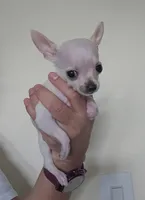 Puppy number one, a male Chihuahua for sale in Cape Coral, FL – 2 of 5