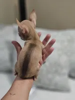 Puppy's name is, Max, a male Chihuahua for sale in Cape Coral, FL – 5 of 10