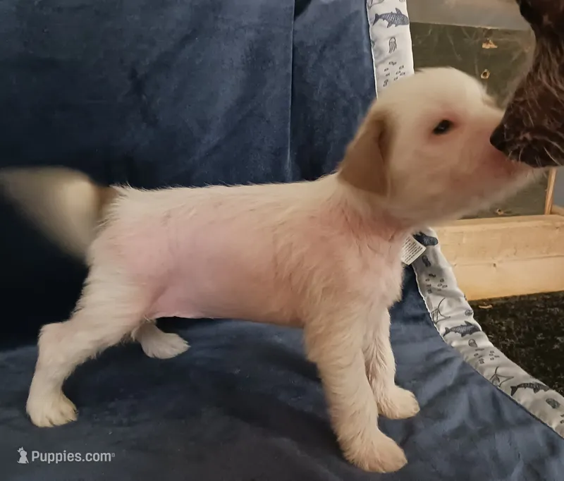 Zara – Chihuahua, Chinese Crested puppy for sale in Ottumwa, IA