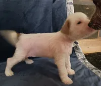 Zara, a female Chihuahua and Chinese Crested for sale in Ottumwa, IA – 1 of 8