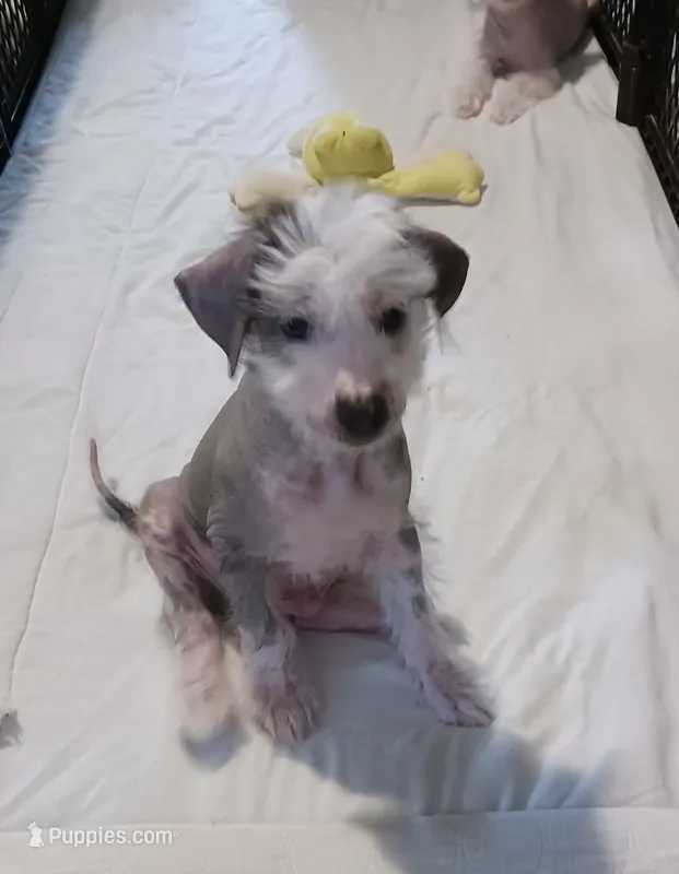 Zippy – Chinese Crested puppy for sale in Ottumwa, IA
