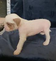 Zara, a female Chihuahua and Chinese Crested for sale in Ottumwa, IA – 7 of 8