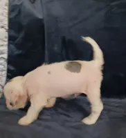 Ziggy, a male Chihuahua and Chinese Crested for sale in Ottumwa, IA – 4 of 5