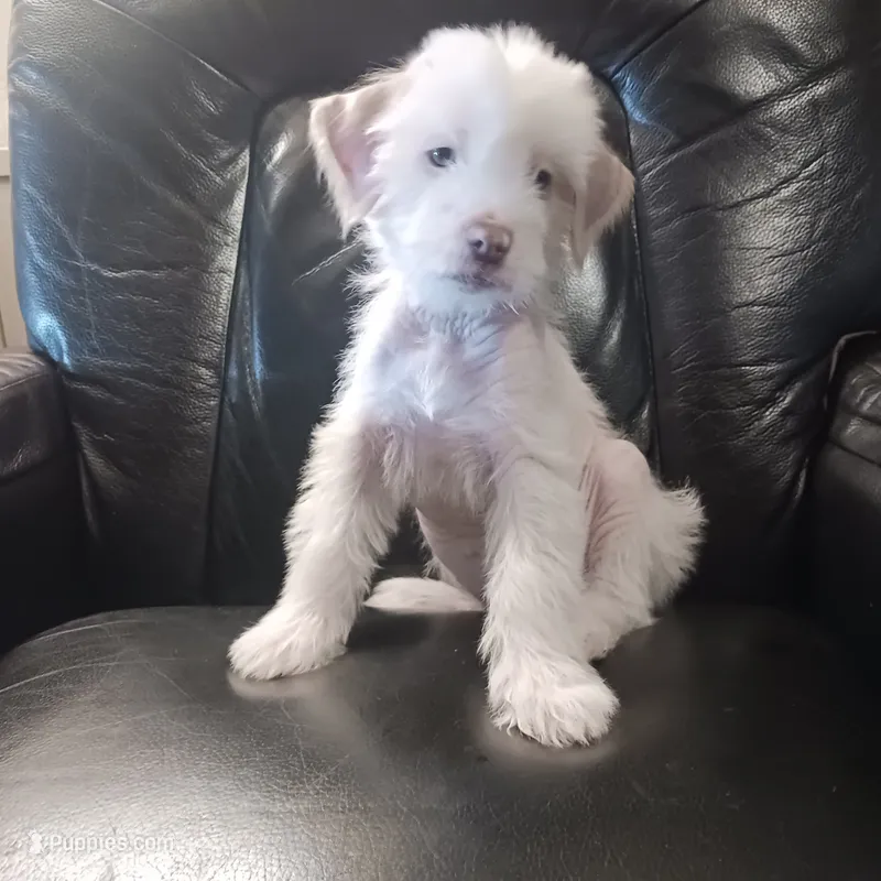 Zara – Chihuahua, Chinese Crested puppy for sale in Ottumwa, IA