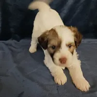Zola, a female Chihuahua and Chinese Crested for sale in Ottumwa, IA – 5 of 6