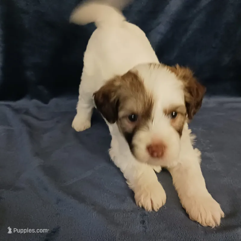 Zola – Chihuahua, Chinese Crested puppy for sale in Ottumwa, IA
