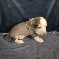 Zippy, a male Chihuahua and Chinese Crested for sale in Ottumwa, IA – 2 of 6