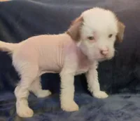 Zuzu, a female Chihuahua and Chinese Crested for sale in Ottumwa, IA – 6 of 9
