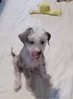 Zippy, a male Chinese Crested for sale in Ottumwa, IA – 6 of 7