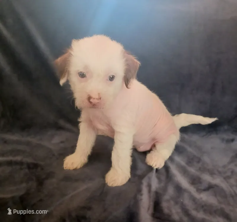 Zuzu – Chihuahua, Chinese Crested puppy for sale in Ottumwa, IA