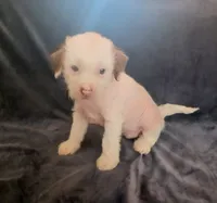 Zuzu, a female Chihuahua and Chinese Crested for sale in Ottumwa, IA – 5 of 9